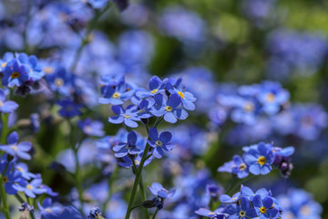 Beautiful spring flowers