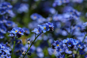 Beautiful spring flowers