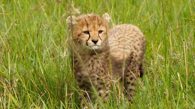 A cheetah cub explores its surroundings in the Masai Mara