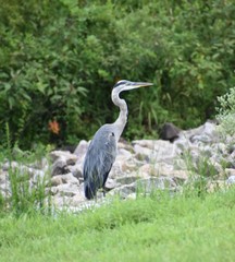 A heron standing in a grassy meadow