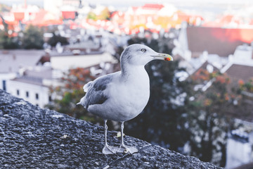 a seagull stands on a stone fence in the old town of Tallinn, you can see the city from above