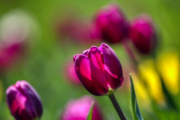 Tulips, beautiful spring flowers