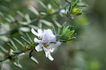 White flowers of Westringia fruticosa