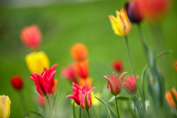 Obraz na płótnie Canvas Tulips, beautiful spring flowers