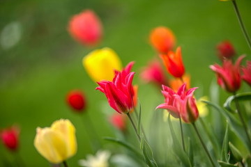 Tulips, beautiful spring flowers
