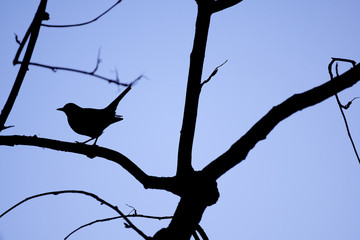 Silhouette of a Blackbird (Turdus merula)