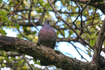 bird