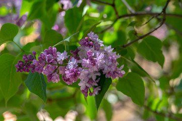 Syringa vulgaris violet purple flowering bush, groups of scented flowers on branches in bloom, common wild lilac tree