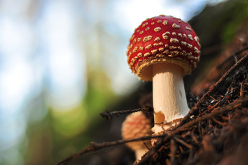 Red dotted fly-agaric mushroom in the forest macro photo
