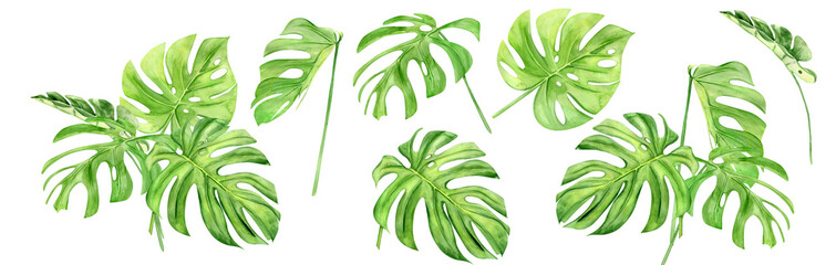 Fototapeta na wymiar Green monstera leaf set. Tropical plant. Hand painted watercolor illustration isolated on white background. Realistic botanical art. Design element for fabrics, invitations, clothes and other