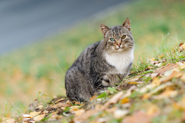 Naklejka na ściany i meble Tabby cat with different color eyes in the autumn on nature
