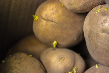 Potatoes sprouted, vegetables.
