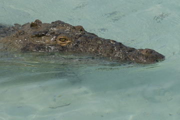 crocodile in the water
