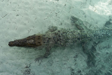 crocodile in the water