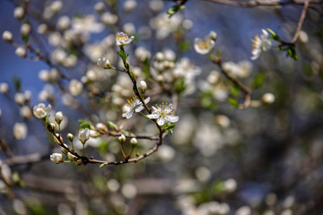 wonderful flowers fruits. blossom fruits