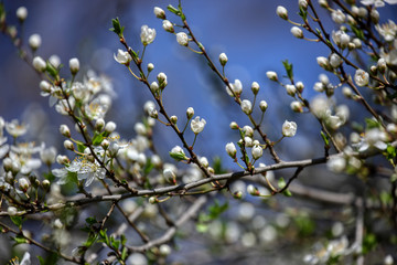wonderful flowers fruits. blossom fruits