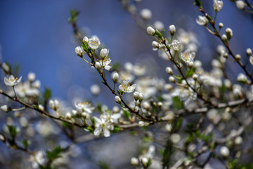 wonderful flowers fruits. blossom fruits
