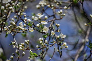 wonderful flowers fruits. blossom fruits