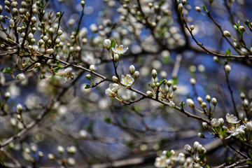 wonderful flowers fruits. blossom fruits