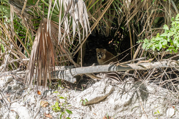 Mexico wild life van life