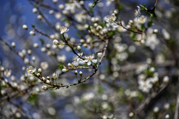 wonderful flowers fruits. blossom fruits