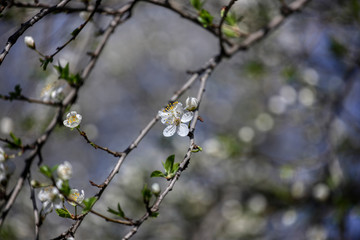 wonderful flowers fruits. blossom fruits