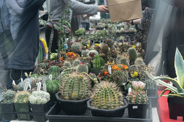 People selling cacti and succulents in a market or a succulent show.