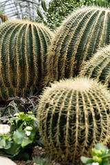 Green plants in the botanical garden. Succulents and cacti with thorns and decorative grass.