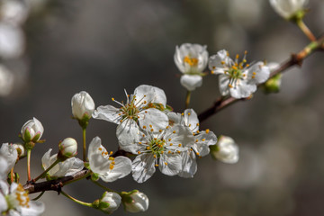 wonderful flowers fruits. blossom fruit