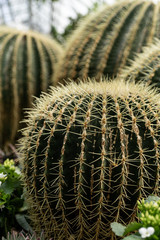 Green plants in the botanical garden. Succulents and cacti with thorns and decorative grass.