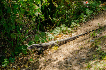 Lizard overo (Salvator merianae) in Reserca Ecologica.