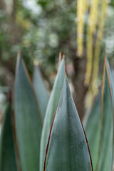 Green plants in the botanical garden. Succulents and cacti with thorns and decorative grass.