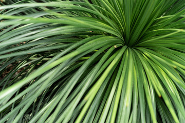Green plants in the botanical garden. Succulents and cacti with thorns and decorative grass.