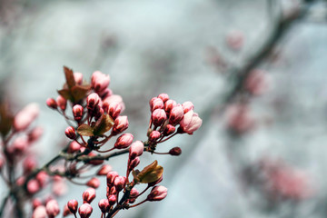 wonderful flowers fruits. blossom fruit