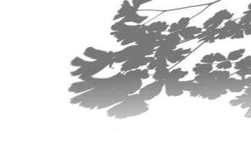 Summer background of shadows branch leaves on a white wall. White and Black for overlaying a photo or mockup