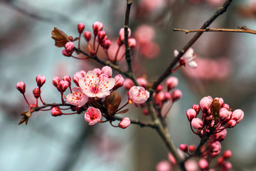 wonderful flowers fruits. blossom fruit