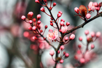 Fototapeta na wymiar wonderful flowers fruits. blossom fruit