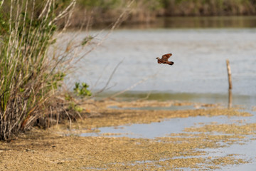 natural environment bird on a lake