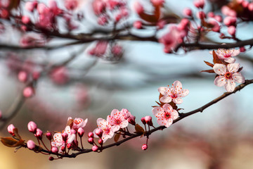 wonderful flowers fruits. blossom fruit