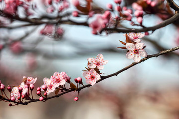 wonderful flowers fruits. blossom fruit