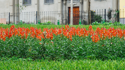 Flores frente a la catedral
