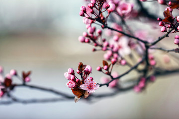 wonderful flowers fruits. blossom fruit