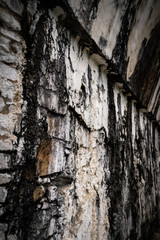 maya ruines in Mexico jungle