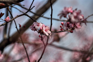wonderful flowers fruits. blossom fruit