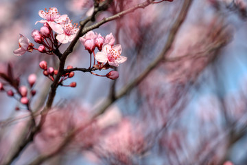 wonderful flowers fruits. blossom fruit