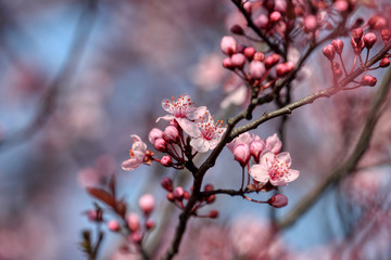 wonderful flowers fruits. blossom fruit
