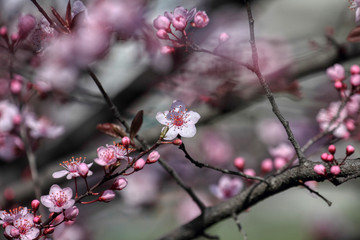 wonderful flowers fruits. blossom fruit