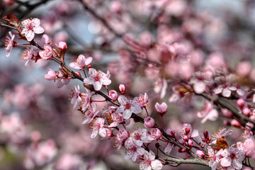 wonderful flowers fruits. blossom fruit