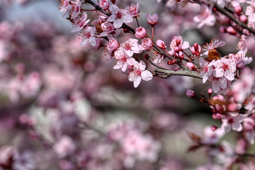 wonderful flowers fruits. blossom fruit