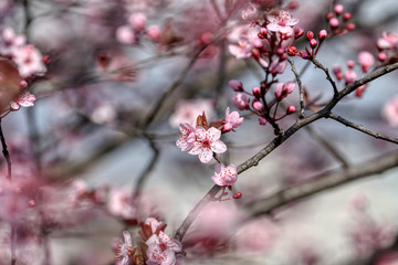 wonderful flowers fruits. blossom fruit